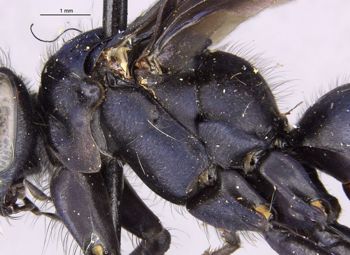 Media type: image;   Entomology 22684 Aspect: thorax lateral